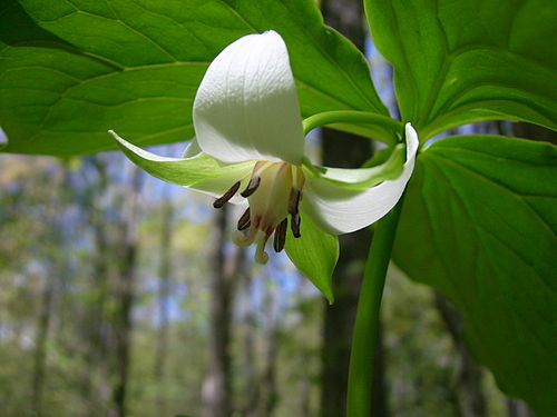 Trillium cernuum